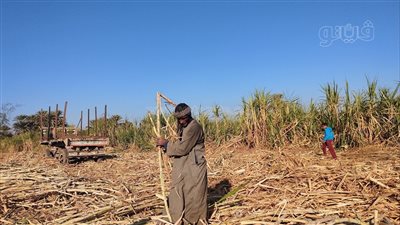 طلب إحاطة بشأن التوسع في زراعة قصب السكر 