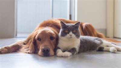 حالات ترفض فيها شركات الطيران اصطحاب حيوانات أليفة على متن الطائرة