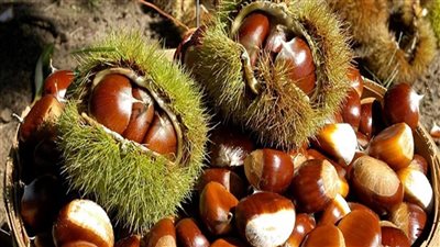 أسعار الفاكهة اليوم، فاكهة أبو فروة تسجل 85 جنيهًا للكيلو في سوق العبور