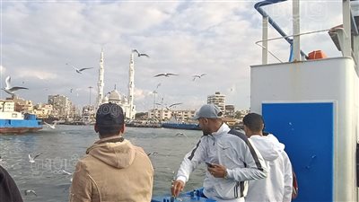 الخبز والنورس.. رحلة أهالي بورسعيد مع الطائر الأبيض عبر قناة السويس (فيديو)