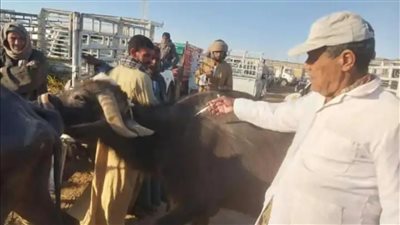 مدير طب بيطري الأقصر يشدد على رقابة أسواق الماشية