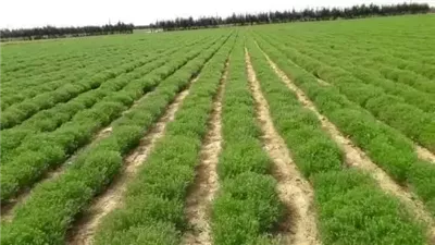 الزراعة تصدر توصيات هامة لإنقاذ محصول الكمون من أمراض سببتها التقلبات المناخية