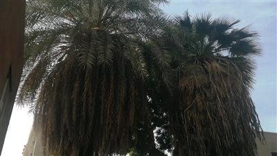 زراعة الأقصر: اختفاء نبات حب العزيز بسبب تراجع زراعته