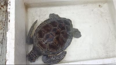 إنقاذ سلحفاة خضراء مهددة بخطر الانقراض في دمياط 