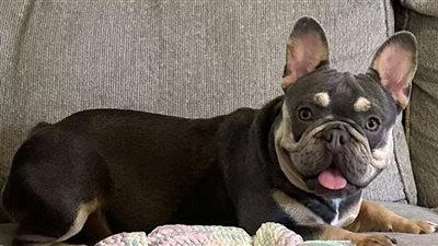 عامل توصيل يسرق كلبا قيمته 4 آلاف دولار خلال توصيل طلب إلى أحد المنازل