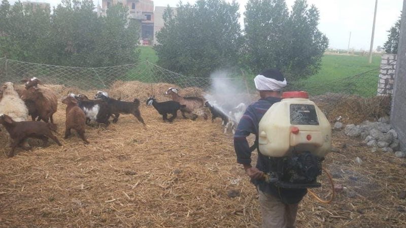 تحصين الماشية بالبحيرة،