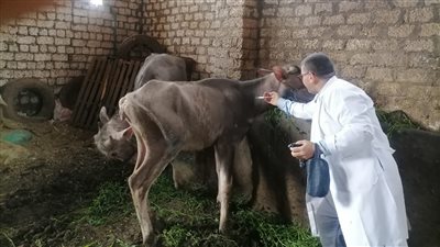 انطلاق الحملة القومية لتحصين الماشية ضد مرضي الجلد العقدي والجدري بالإسماعيلية 