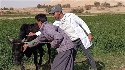 انطلاق الحملة القومية لتحصين الأبقار ضد الجلد العقدى والجدري بالوادي الجديد 