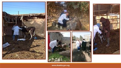 بيطري الشرقية: تحصين 652 ألف ماشية ضد الحمى القلاعية والوادي المتصدع