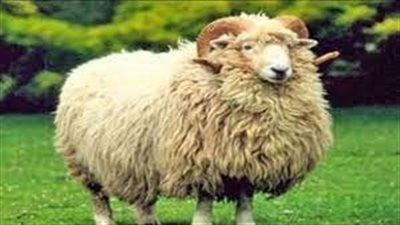 تفسيرحلم شراء خروف في المنام وعلاقته بصلاح الأحوال وسماع أخبار سعيدة 