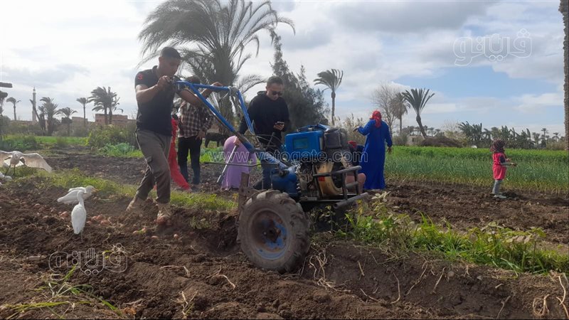 بدء موسم حصاد بطاطس