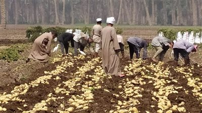 البحوث الزراعية يكشف سر ارتفاع سعر طن تقاوي البطاطس لـ130 ألف جنيه (فيديو)