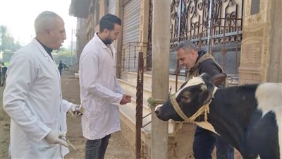 بيطري الغربية: تحصين 11 ألف رأس ماشية ضد الجلد العقدي وجدري الأغنام والماعز