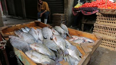 أسعار الأسماك اليوم، سعر البلطي يرتفع جنيهين في سوق العبور 