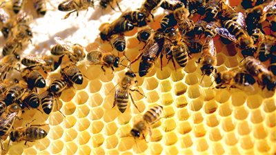 تفسير رؤية النحل في المنام وعلاقتها بالشفاء القريب من الأمراض 