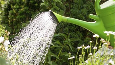 تفسير حلم سقي الزرع في المنام وعلاقته بالتوبة من ارتكاب الذنوب والمعاصي 