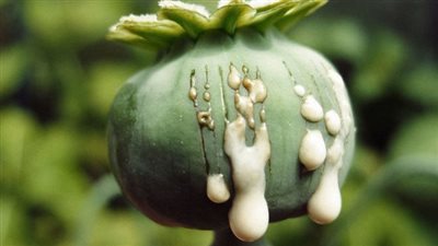  الأفيون، مش مجرد مخدرات ولكن له استخدامات علاجية