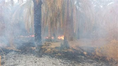 تحرير محاضر للمتسببين في حرق مخلفات النخيل بالوادي الجديد 