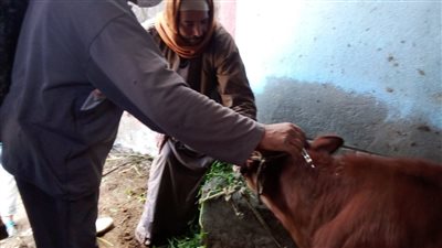 تحصين 28824 رأس ماشية بالحملة القومية ضد مرض الجلد العقدي وجدري الأغنام بالبحيرة 