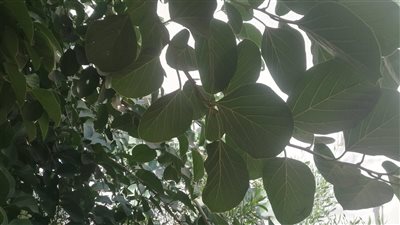 زراعة الأقصر تحتفظ بآخر شجرة مخيط في المحافظة، تعرف على فوائدها (صور)