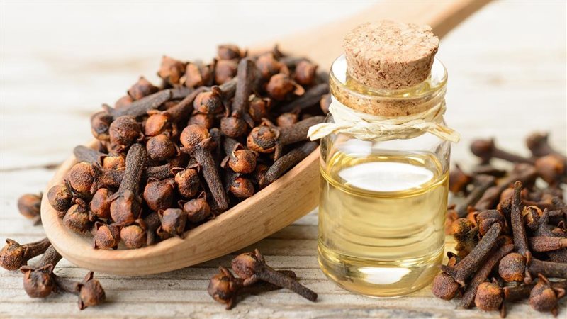 فوائد القرنفل، فيتو