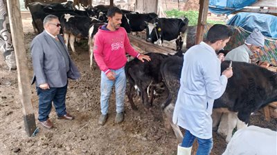 تحصين 15734 رأس ماشية ضد مرض الجلد العقدي في الدقهلية 