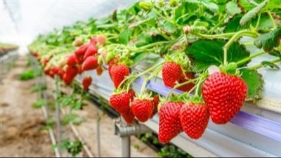 الزراعة: عودة أذون استيراد الفراولة المصرية على المنصة الإلكترونية للمملكة العربية السعودية