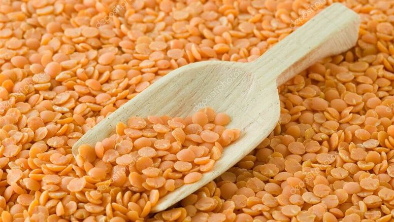أسعار العدس اليوم،
