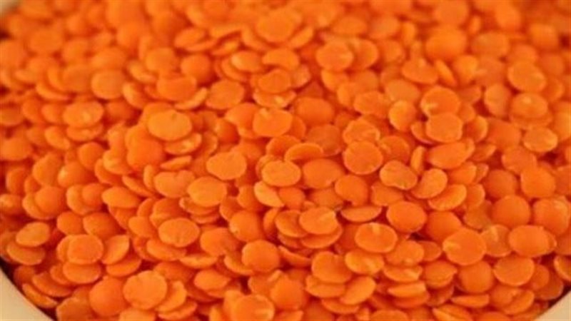 أسعار العدس اليوم،