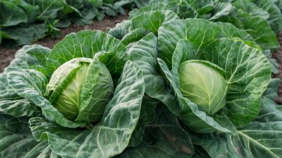 تفسير رؤية الكرنب في المنام وعلاقتها بقدوم خير وفير قريبا 