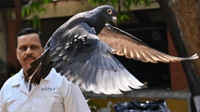 الهند تطلق سراح حمامة التجسس الصينية بعد احتجازها لمدة 8 أشهر، ما القصة؟