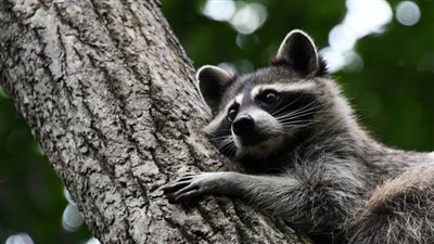 راكون يحرم الآلاف من سكان تورونتو من الكهرباء، ما القصة