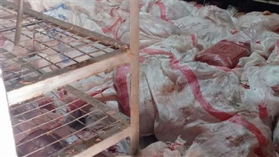 محافظ القليوبية: ضبط 3 أطنان مفروم دواجن فاسدة بالخانكة 