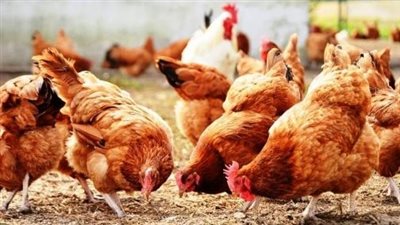 اخبار الاقتصاد اليوم..أسعار الدواجن تصل لـ 120 جنيهًا.. ارتفاع أسعار زيوت السيارات.. وبلح رمضان يتراوح ما بين 15 إلى 60 جنيها