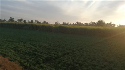 للمزارعين.. كيف تحمي المحاصيل الزراعية بالأقصر بعد انخفاض درجات الحرارة لـ 8 مئوية؟ 