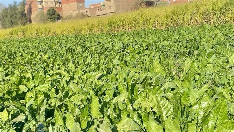زراعة بنجر السكر