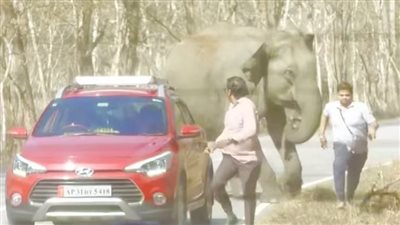 ثورة فيل بسبب صورة سيلفي