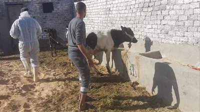 فرق الطب البيطري بالإسماعيلية تواصل حملة تحصين الماشية (صور) 