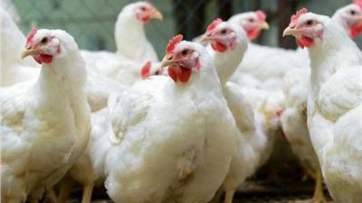 أسعار الدواجن والبيض اليوم، سعر الفراخ البلدي يرتفع لـ 160 جنيهًا بالأسواق