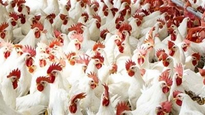 شعبة الثروة الداجنة تنتقد تفاوت أسعار أعلاف الدواجن لـ3 آلاف جنيه