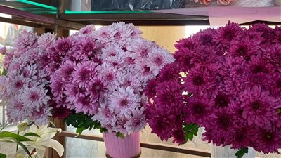 يبدأ من 15 جنيها والأغلى بـ 10700 جنيه، أسعار ورد عيد الحب 2024 في مصر (صور)