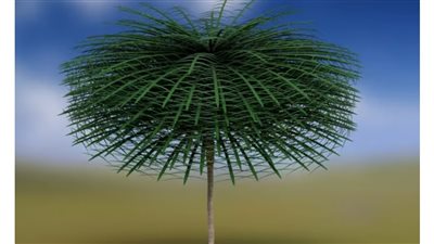 اكتشاف أحافير لشجرة فريدة عاشت قبل 350 مليون عام