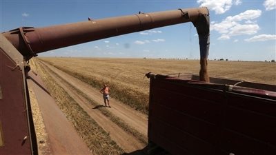 القمح والسكر والزيوت تتصدر السلع الواردة الى مصر خلال أسبوع 