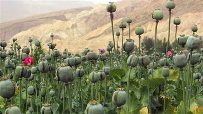 طالبان: زراعة المخدرات في أفغانستان وصلت إلى الصفر