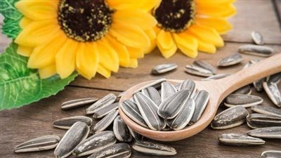  فوائد اللب السوري، ينقص الوزن ويخفض الكوليسترول وينظف القولون 