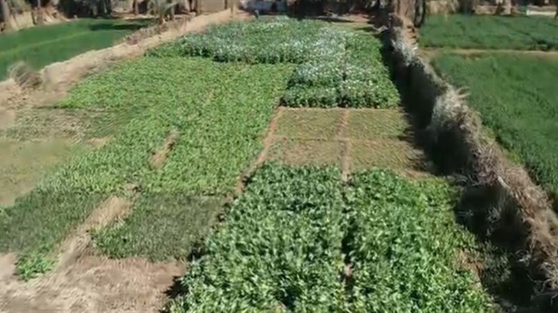 10 أفدنة مزروعة بانجو،فيتو