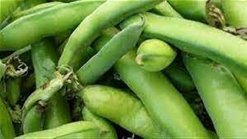 تفسير رؤية الفول