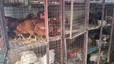 الفراخ البيضاء بـ 100 والبلدي 120 جنيها للكليو.. أسعار الطيور والدواجن بالأقصر (بث مباشر)