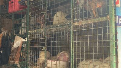 أسعار الدواجن اليوم الخميس 4-4-2024 في محافظة الفيوم 