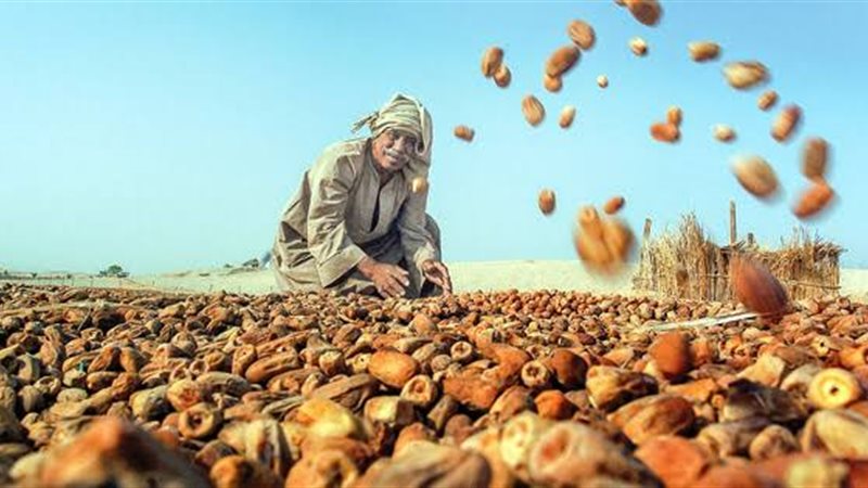 تجفيف التمور، فيتو